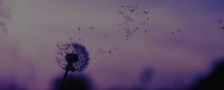 A dandelion blowing in the wind with a purple sky in the background